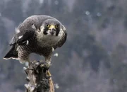 NETZ NATUR Der Ruf des Falken