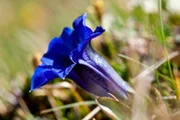 Der Film von Jan Haft zeigt die faszinierende Natur in Deutschlands einzigem Alpennationalpark durch das Jahr. Im Bild: ein Enzian.