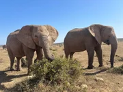 Elefanten in Südafrika bei Familie Heidtke.