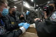 Ein Kameramann filmt, wie CBP-Beamte zuschauen, während CBP-Beamter Acevedo in Queens, N.Y., eine mit einer Flagge versehene Sendung öffnet, die ein geschmuggeltes antikes Artefakt enthält (National Geographic for Disney)