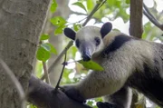 Lange galt es unter Tropenbiologen als unmöglich, einmal abgeholzte Wälder zurückzubringen. Trotzdem begannen Naturschützer in Costa Rica mit ihrer Mission Tropenwald. Der Tamandua, ein Ameisenbär, ist ein Bewohner der wieder aufgeforsteten Wälder.