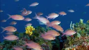 Vor der italienischen Insel Elba tummelt sich ein buntes Fischvolk.