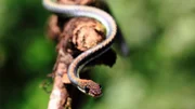 Paradies-Schmuckbaumnattern jagen Eidechsen, Nagetiere, Frösche, Vögel und Fledermäuse. Weitere Fotos erhalten Sie auf Anfrage.