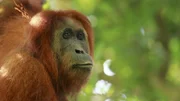 Sumatra-Orang-Utan, Weibchen. Die Menschenaffen zählen zu den bedrohten Arten. Hauptgrund dafür ist der Verlust ihres Lebensraumes und die Bejagung durch den Menschen. Ketambe, Sumatra, Indonesien.