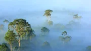 Am frühen Morgen liegt Nebel über dem Danum-Tal in Sabah (Malaysia). Weitere Fotos erhalten Sie auf Anfrage.
