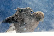 Für junge Steinadler ist der erste Winter ohne ihre Eltern schwer zu meistern.