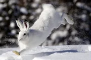 Der Schneehase genießt die Sonnenstrahlen