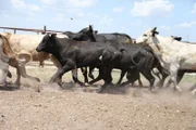 Achtung: Rodeo-Stiere können ganz schnell gefährlich werden. Schon beim Einladen haben Roy und Jennifer Probleme die Tiere unter Kontrolle zu halten.