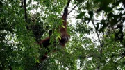 Orang-Utans werden aus ihrem ursprünglichen Lebensraum zurückgedrängt – die Naturschutzorganisation Hutan kämpft für deren Schutz.