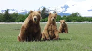 Braunbärenmutter mit Nachwuchs. Weiteres Bildmaterial finden Sie unter www.br-foto.de.