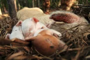 Bahamaschwein-Ferkel zusammengekuschelt im Nest