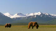 An der wilden Küste des Katmai-Nationalparks in Alaska kommen jedes Jahr viele Bären zusammen, weil es dort mehr zu Fressen gibt als in den Bergen. Für den Bärenforscher Chris Morgan eine besonders gute Gelegenheit, das Sozialverhalten der ansonsten eher einsiedlerisch lebenden Grizzlys zu beobachten.