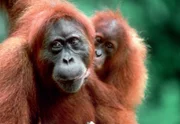 Orang-Utans - zärtliche Mütter, die alles für ihren Nachwuchs tun.