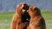 An der wilden Küste des Katmai-Nationalparks in Alaska kommen jedes Jahr viele Bären zusammen, weil es dort mehr zu Fressen gibt als in den Bergen. Für den Bärenforscher Chris Morgan eine besonders gute Gelegenheit, das Sozialverhalten der ansonsten eher einsiedlerisch lebenden Grizzlys zu beobachten. - Sparrende Bären
