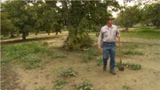 PORTERVILLE, CALIF.- Cliff walking through the walnut grove looking for the one special burl for his buyer.