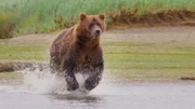 An der wilden Küste des Katmai-Nationalparks in Alaska kommen jedes Jahr viele Bären zusammen, weil es dort mehr zu Fressen gibt als in den Bergen. Für den Bärenforscher Chris Morgan eine besonders gute Gelegenheit, das Sozialverhalten der ansonsten eher einsiedlerisch lebenden Grizzlys zu beobachten.