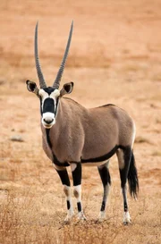 In der Trockenzeit kann die Oryx-Antilope im Namaqualand überleben weil sie tagelang ohne Trinkwasser auskommen kann.