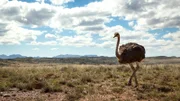 Der afrikanische Strauß ist der größte Vogel der Welt.