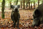 “Schweinderl!” – Diese Beleidigung gilt es zu überdenken: Schweine sind clever, und auch das Suhlen im Dreck hat seine Gründe!