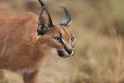 Der Karakal (Caracal caracal) ist eine afroasiatische, mittelgroße Katze und der einzige Vertreter der Gattung Caracal. Wegen seiner Ähnlichkeit mit den Luchsen wird er manchmal auch Wüstenluchs genannt.