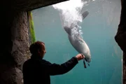 Seebär im Zoo am Meer Bremerhaven