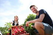 Den besten Paprika der Welt finden Richard Friedrich und Theresa Mende auf Mallorca.