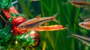 Auch die Fische haben eine weihnachtliche Dekoration in ihrem Zuhause bekommen.