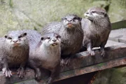 Zwergotter im Zoo am Meer Bremerhaven
