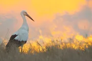Ein Weißstorch steht vor einem Flächenbrand.
