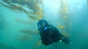 Hannah Emde beim Tauchen im Kelpwald, Campbell River, British Columbia. Weltweit sind sie auf dem Rückzug, vor allem weil die Meerestemperaturen steigen.