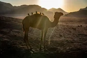 Kamel mit gefiederten Begleitern im abendlichen Wadi Rum-Tal in Jordanien.