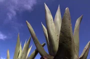 An den Hängen des mexikanischen Vulkans La Malinche wächst eine einzigartige Agavenart, aus deren Saft ein traditionelles Getränk hergestellt wird: der Pulque.