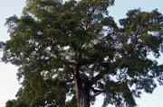 Der Kapokbaum ist auf der Vulkaninseln La Martinique wichtiger Bestandteil des Glaubens. Seine Blätter und Äste finden Verwendung in Ritualen.