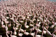 Eine Schar von Flamingos im See.