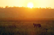 Ein Serval auf der Jagd bei Sonnenuntergang