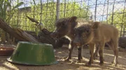 Warzenschweinbabies