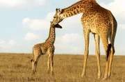 Eine Giraffe pflegt ihr Kalb im trockenen Gras.