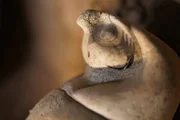 Jeder der vier Schutzgötter wachte über bestimmte Organe. Der falkenköpfige Gott Kebechsenuef war traditionell für die Gedärme zuständig.