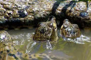 Junge Krokodilschlüpflinge im Wasser vor ausgewachsenem Tier.