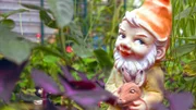 Er darf eigentlich in keinem Schrebergarten fehlen: Der Gartenzwerg.