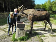 Anna und Jörg Merkelbach sind zu Besuch bei Norbert, einem 9 Jahre alten zahmen Elchbullen.