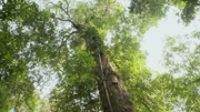 Cambodia: Looking up at a Sasafras tree. The Sasafras tree is often felled illegally for Ecstacy production.