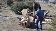 Die private Haltung von Löwen ist umstritten: Einerseits kann es als Chance gesehen werden, die Tiere zu schützen, andererseits wird die Haltung von einigen als unmoralisches Vergehen betrachtet.
