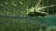 Alligator underwater.