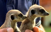 Erdmännchen - die quirligsten und neugierigsten Gäste auf Harnas.