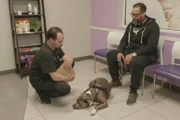 Teo is taken in to see Dr. Lavigne due to a suspected injury in his back leg