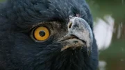 Andenadler    +++