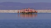 Flamingos    +++