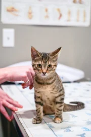 Tippy the cat on Consult Room table