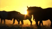 Mustangs